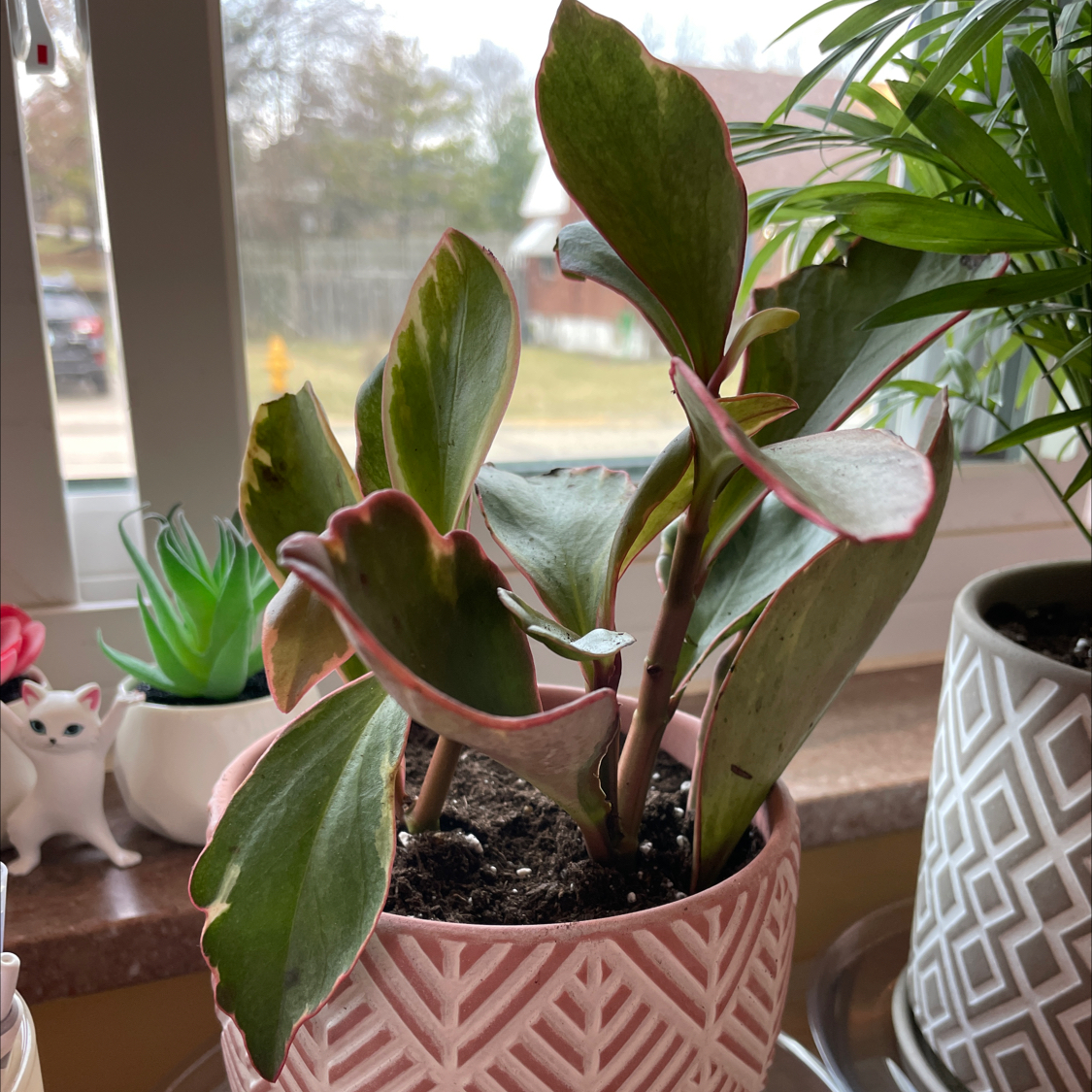 Jelly Plant plant photo by @Karah86 named Jellisha Keys on Greg, the plant care app.