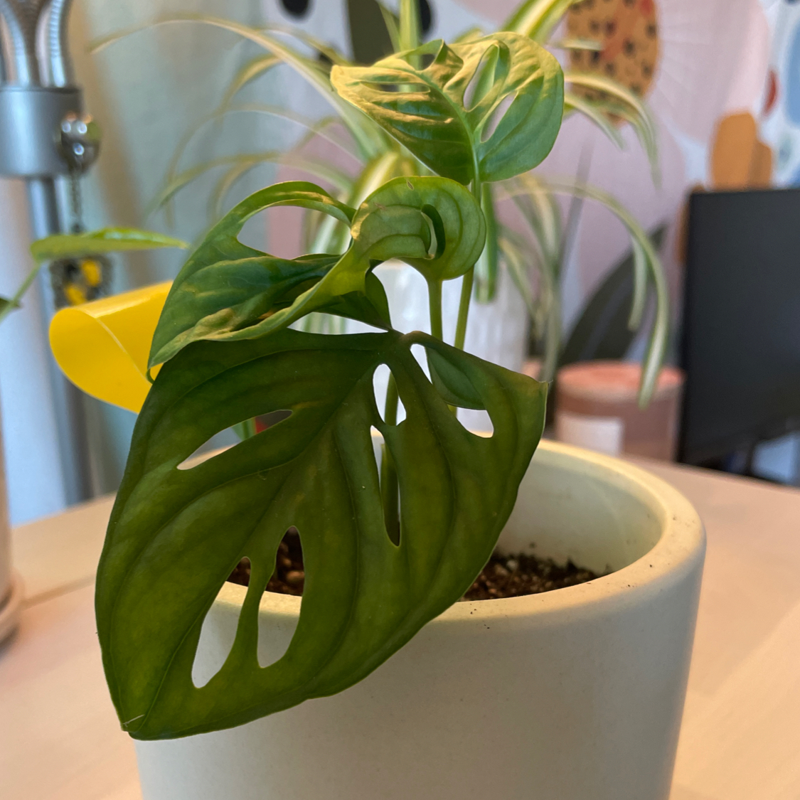 Swiss Cheese Vine plant photo by @Karah86 named Monstera Addison Rae on Greg, the plant care app.