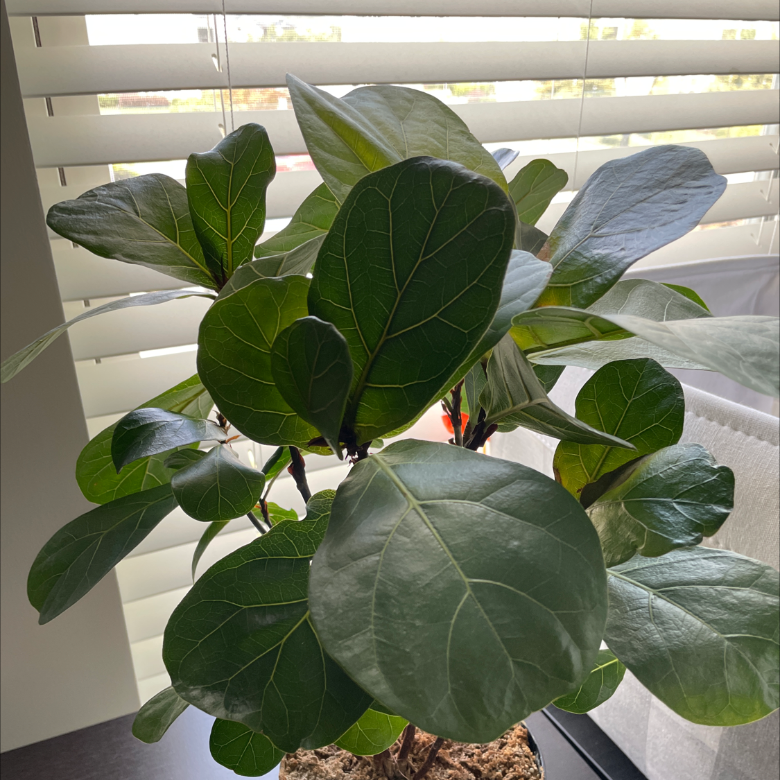 Dwarf Fiddle Leaf Fig plant photo by @Karah86 named Fiddle Lee Pace on Greg, the plant care app.