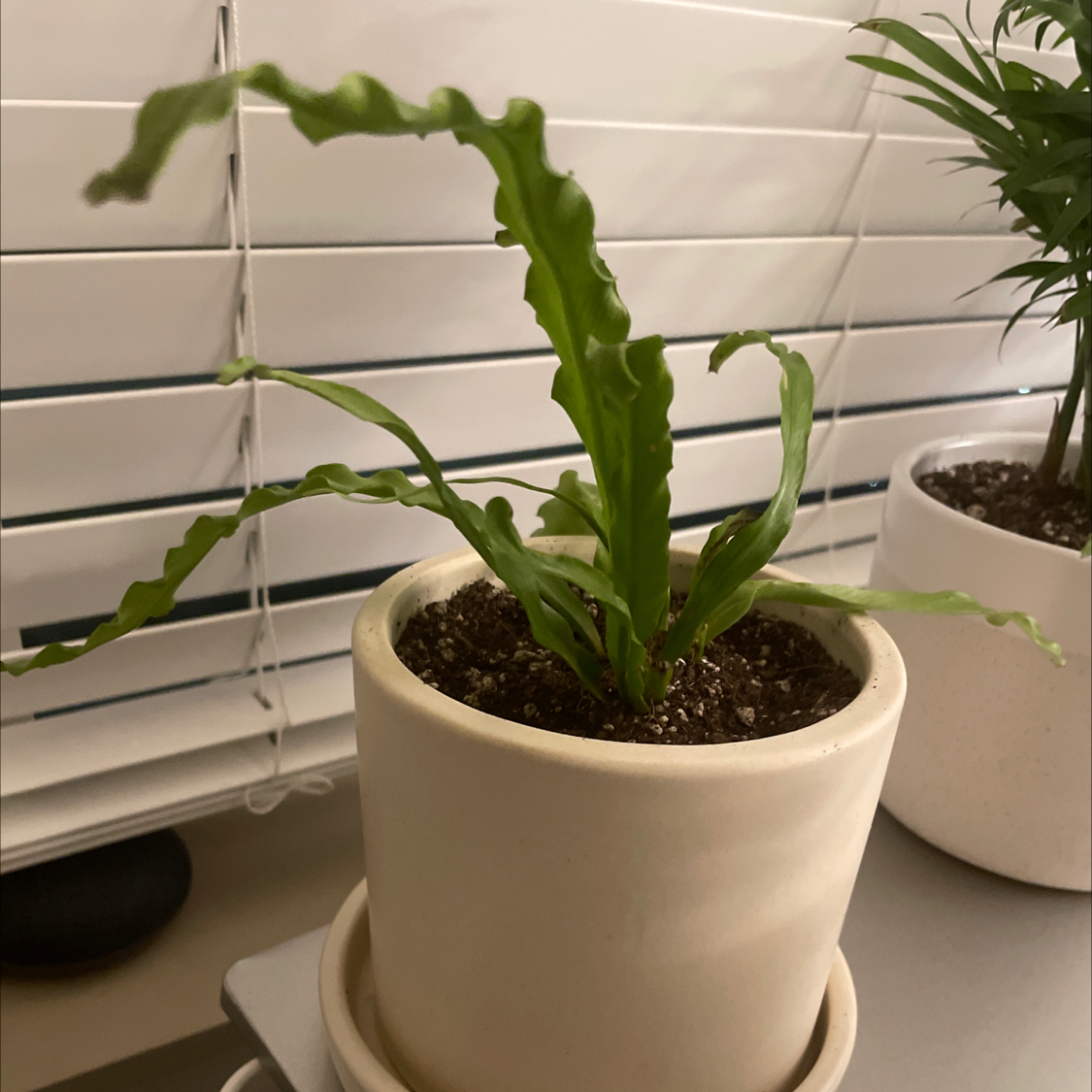 Bird's Nest Fern plant photo by @Karah86 named Fern Gully on Greg, the plant care app.