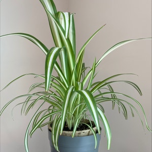 Spider Plant plant photo by Karah86 named Spidey Klum on Greg, the plant care app.