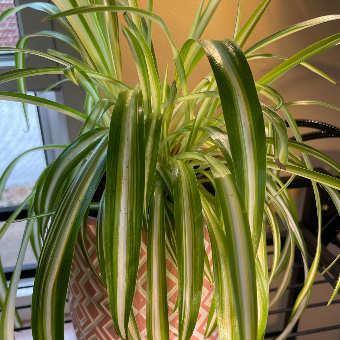 Spider Plant plant photo by @Karah86 named Spidey Klum on Greg, the plant care app.