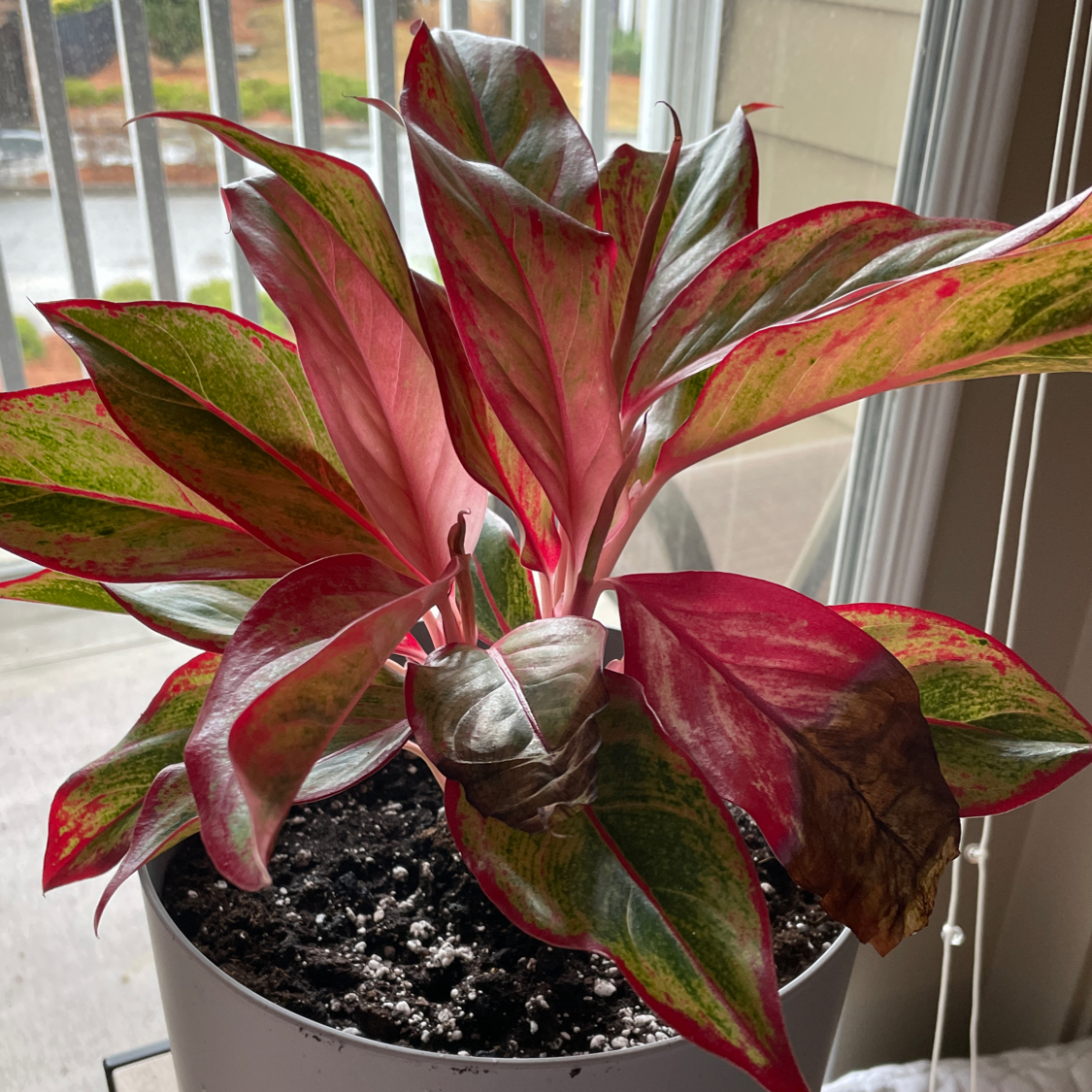 Red Siam Aurora Aglaonema plant photo by @Karah86 named Christina Aglaonema on Greg, the plant care app.