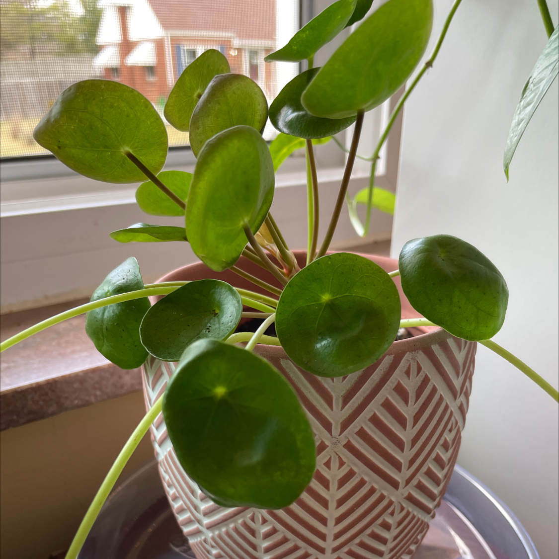 Chinese Money Plant plant photo by @Karah86 named Pilea Michelle on Greg, the plant care app.