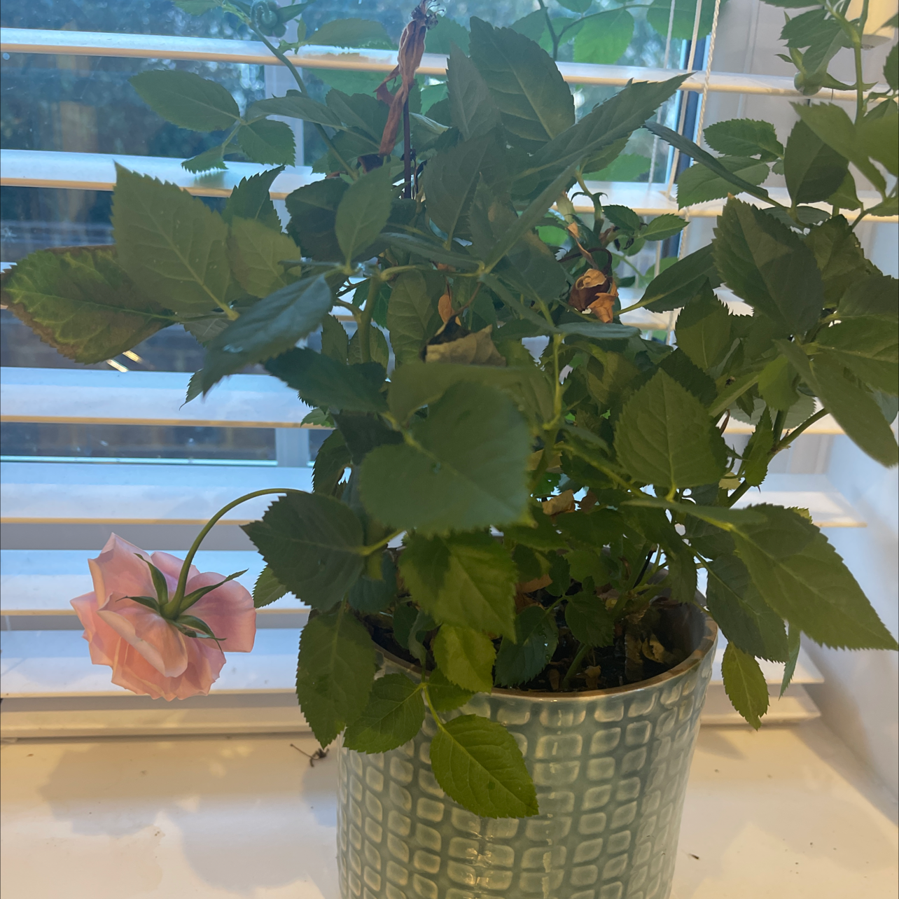 Potted Beach Rose plant with green leaves and a single pink flower.