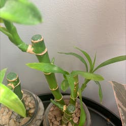 Ribbon Plant plant