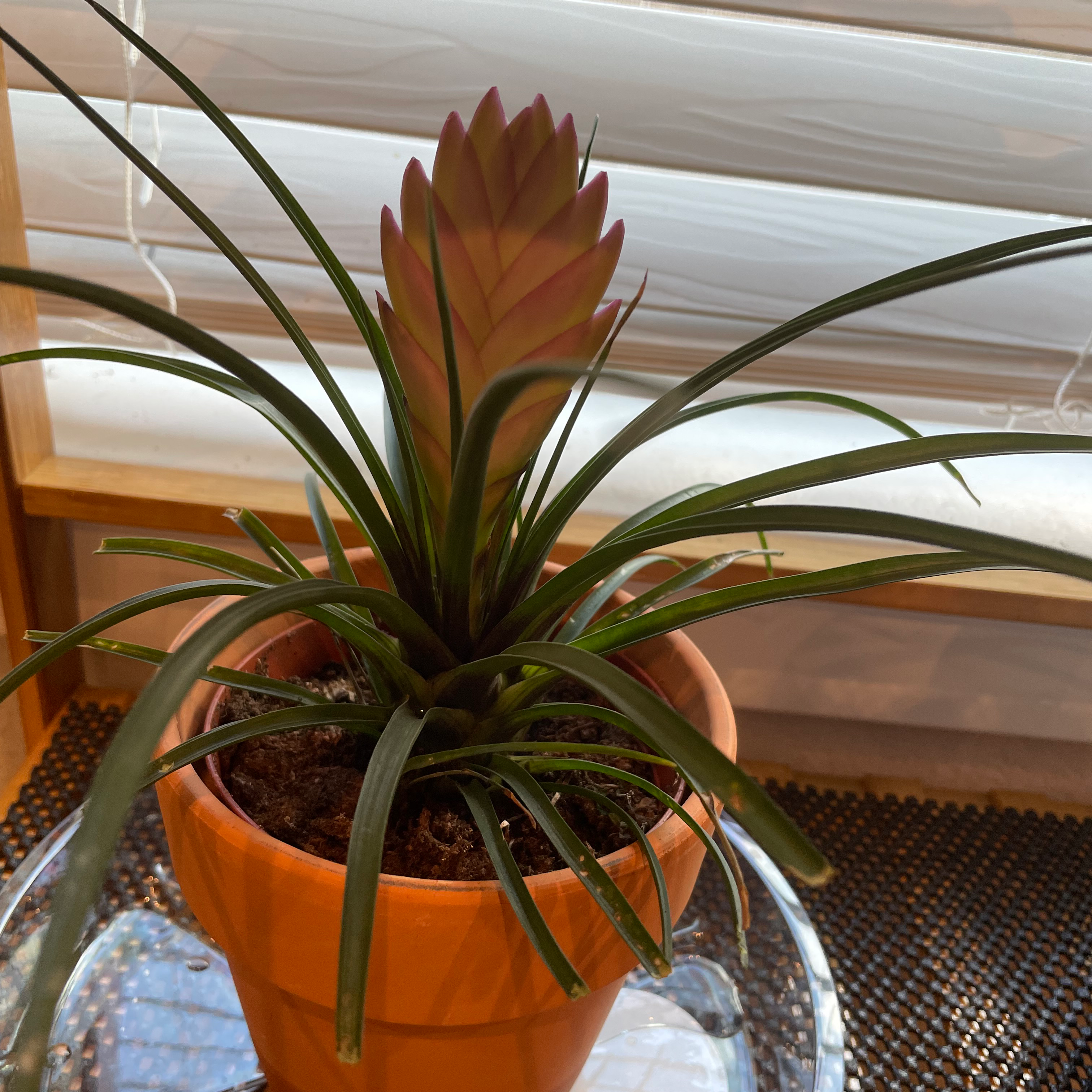 Pink Quill plant (Tillandsia cyanea) in a terracotta pot, healthy and well-framed.