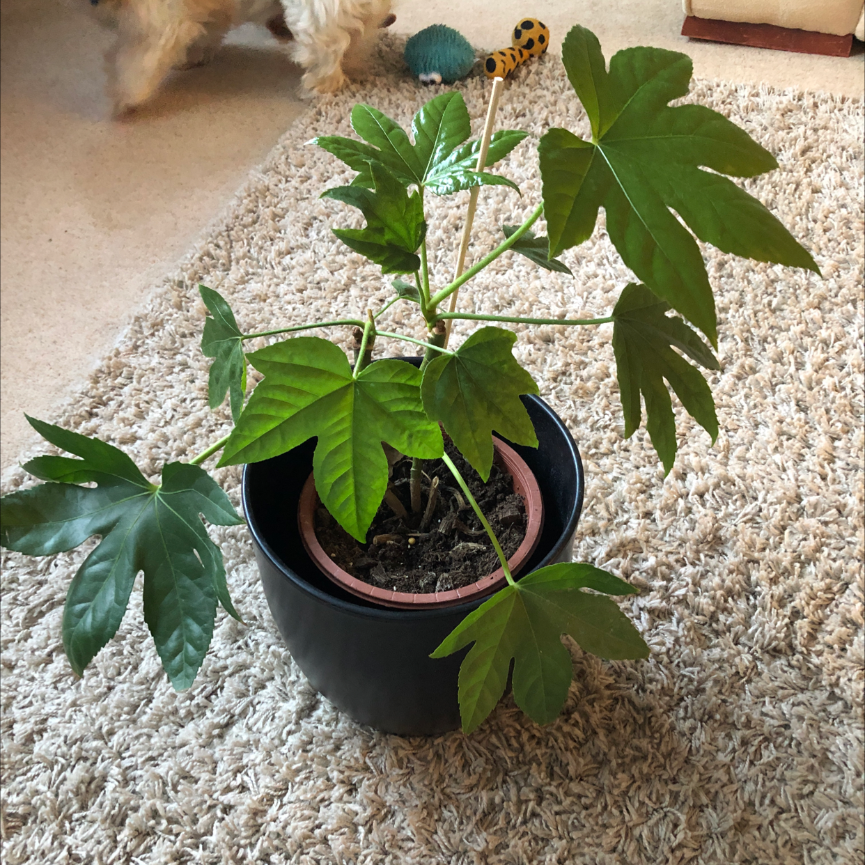 Fatsia Plant plant photo by Kelly named Miley on Greg, the plant care app.
