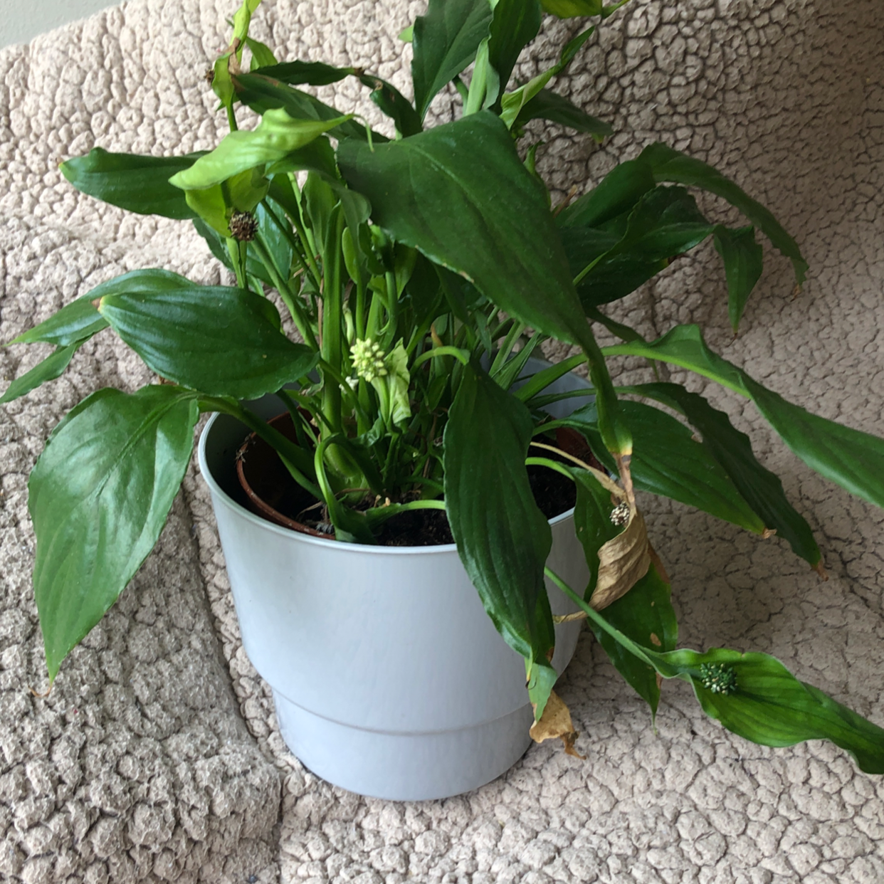 Peace Lily plant photo by Kelly named Lily on Greg, the plant care app.