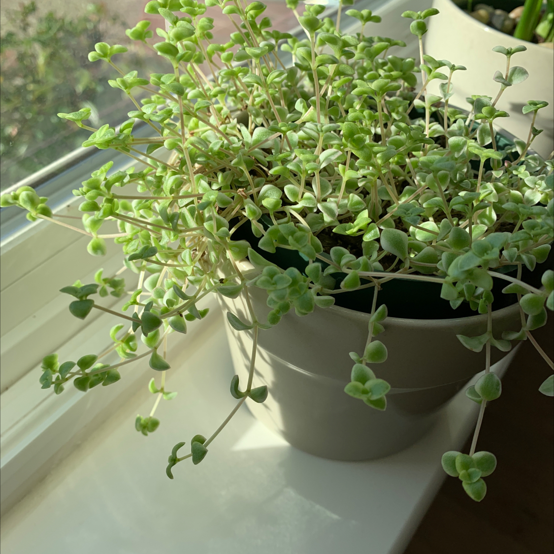 Healthy Crassula Pellucida plant with dense green heart-shaped leaves trailing from a small black pot on a windowsill.