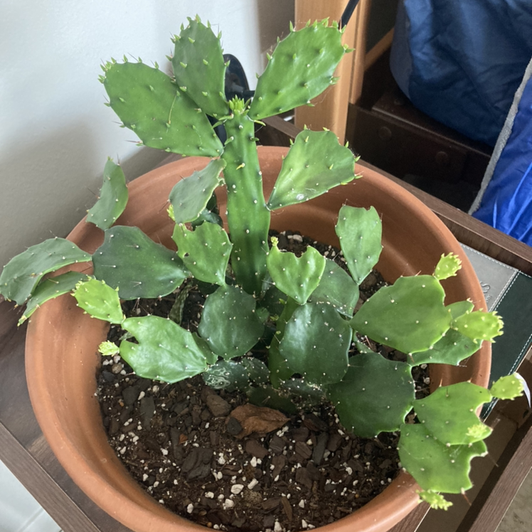 Photo of the plant species Brazilian Pricklypear by @Smartin20 named Claire on Greg, the plant care app