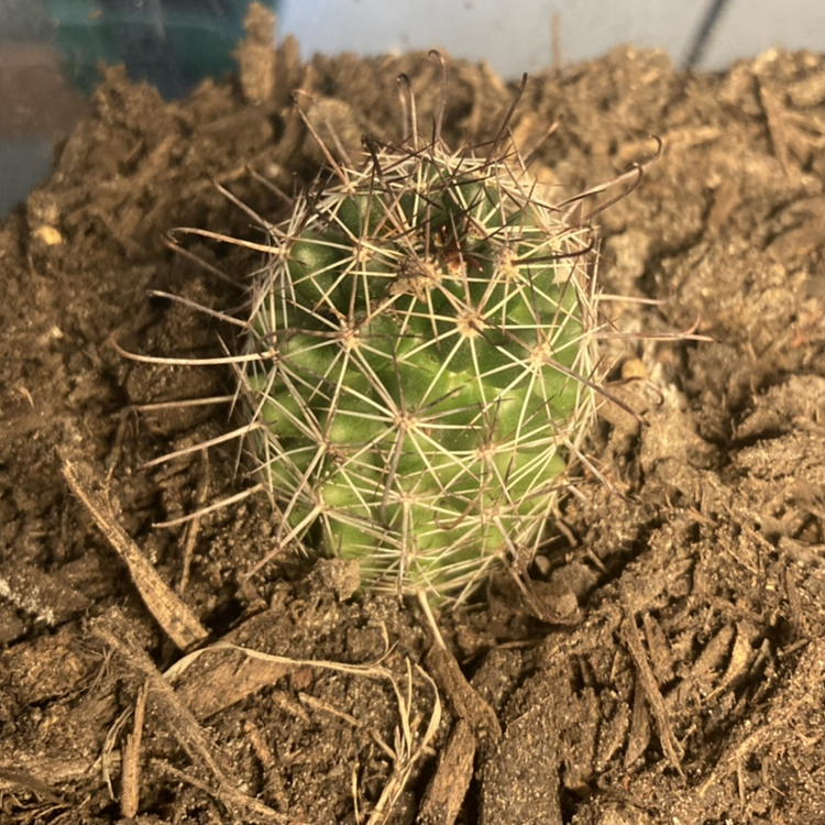 Photo of the plant species Mammillaria fraileana by @Smartin20 named Your plant on Greg, the plant care app