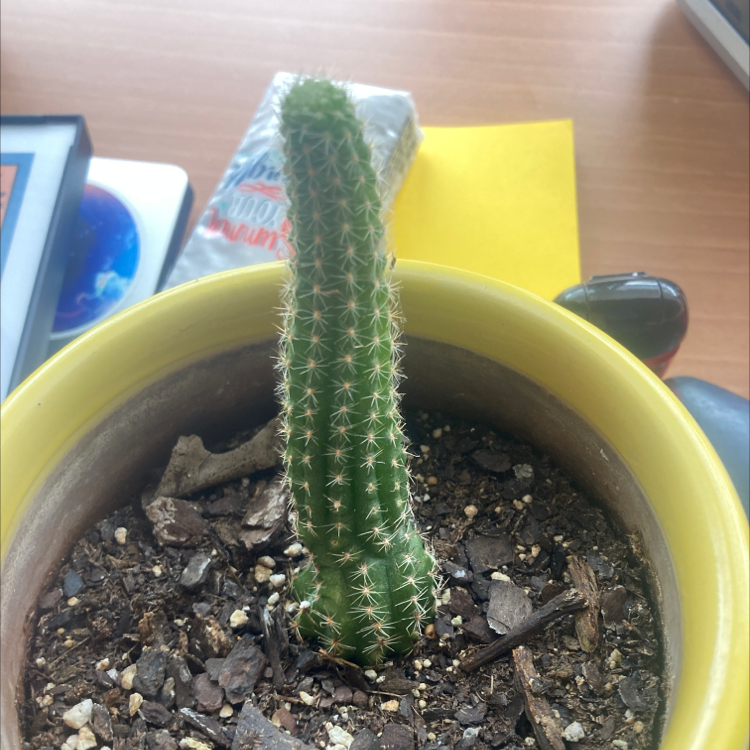 Photo of the plant species Chamaelobivia by @Smartin20 named Your plant on Greg, the plant care app