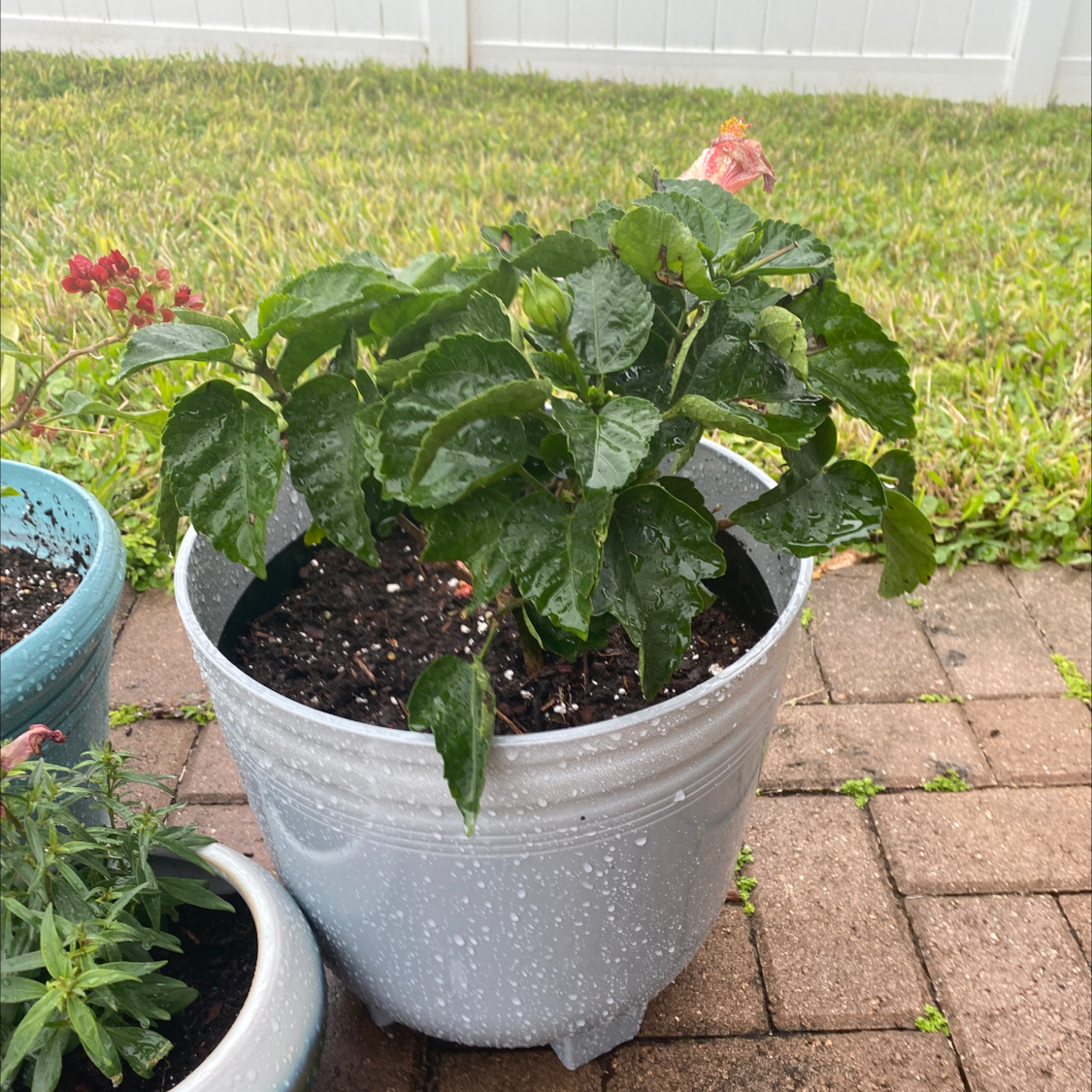 Potted Chinese Hibiscus plant with green leaves and buds, no visible health issues.