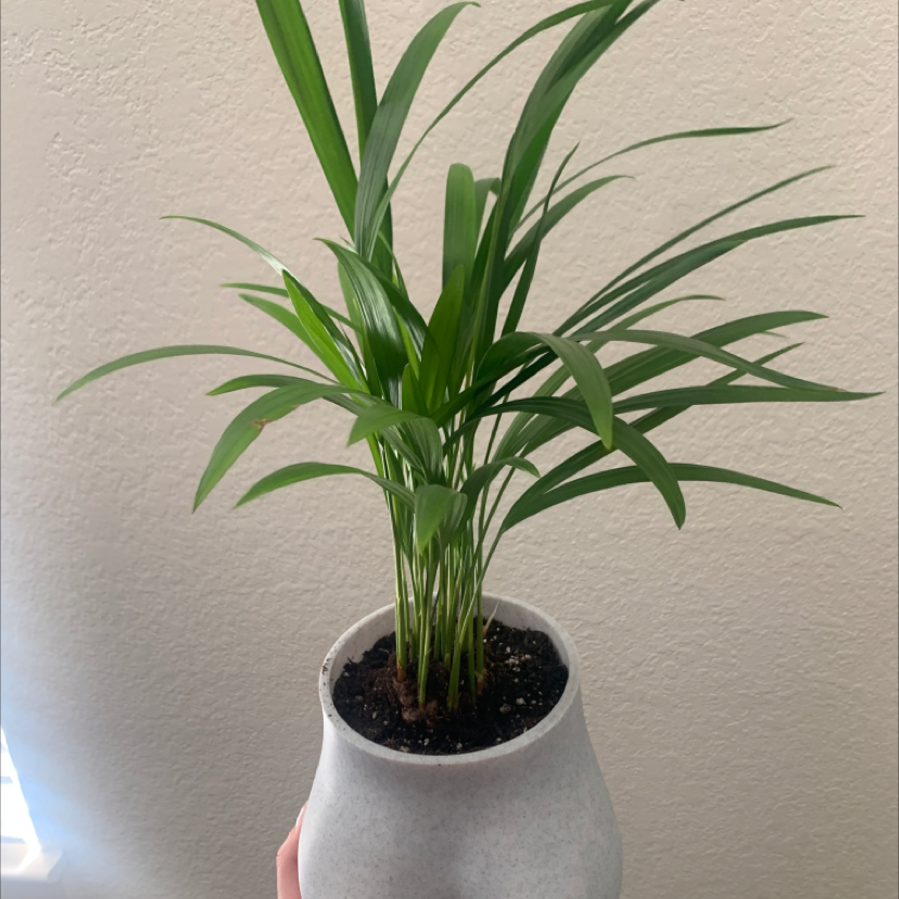 A hand holding a healthy, immature Kentia Palm in a gray ceramic pot against a neutral background.