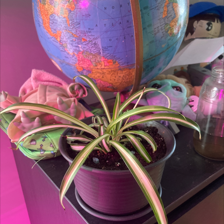 Spider Plant plant photo by @EMacified named Charlotte on Greg, the plant care app.