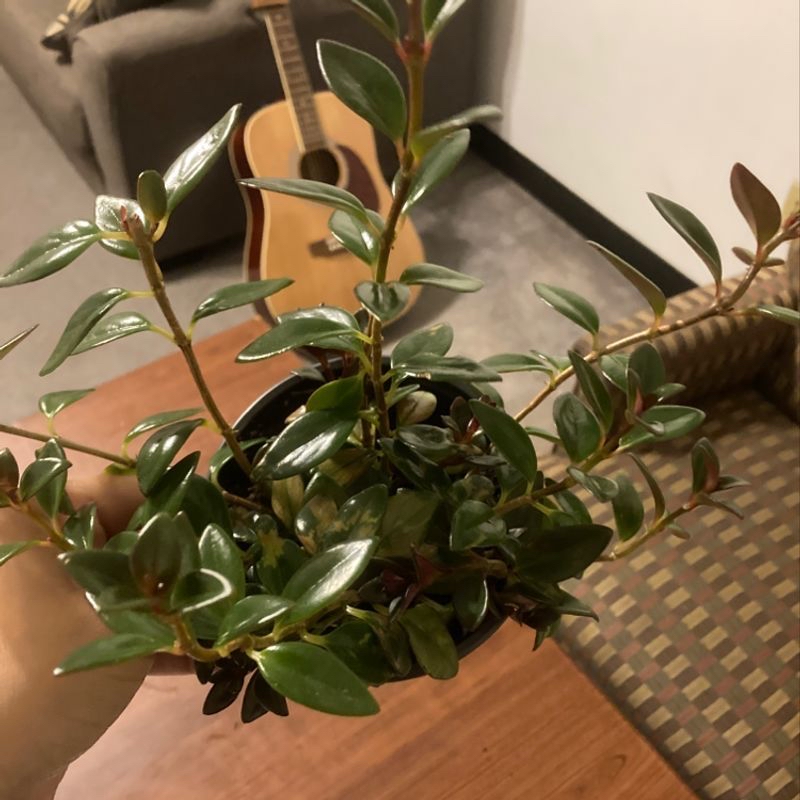 Goldfish Plant with glossy green leaves held by a hand, indoor setting with guitar in background.
