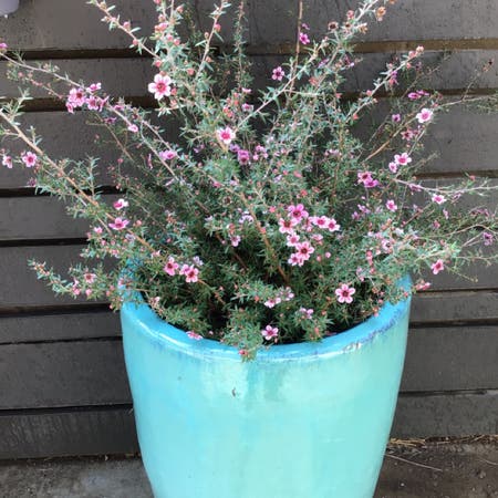 Photo of the plant species Manuka or tea tree by Fuentobean named Clarax on Greg, the plant care app