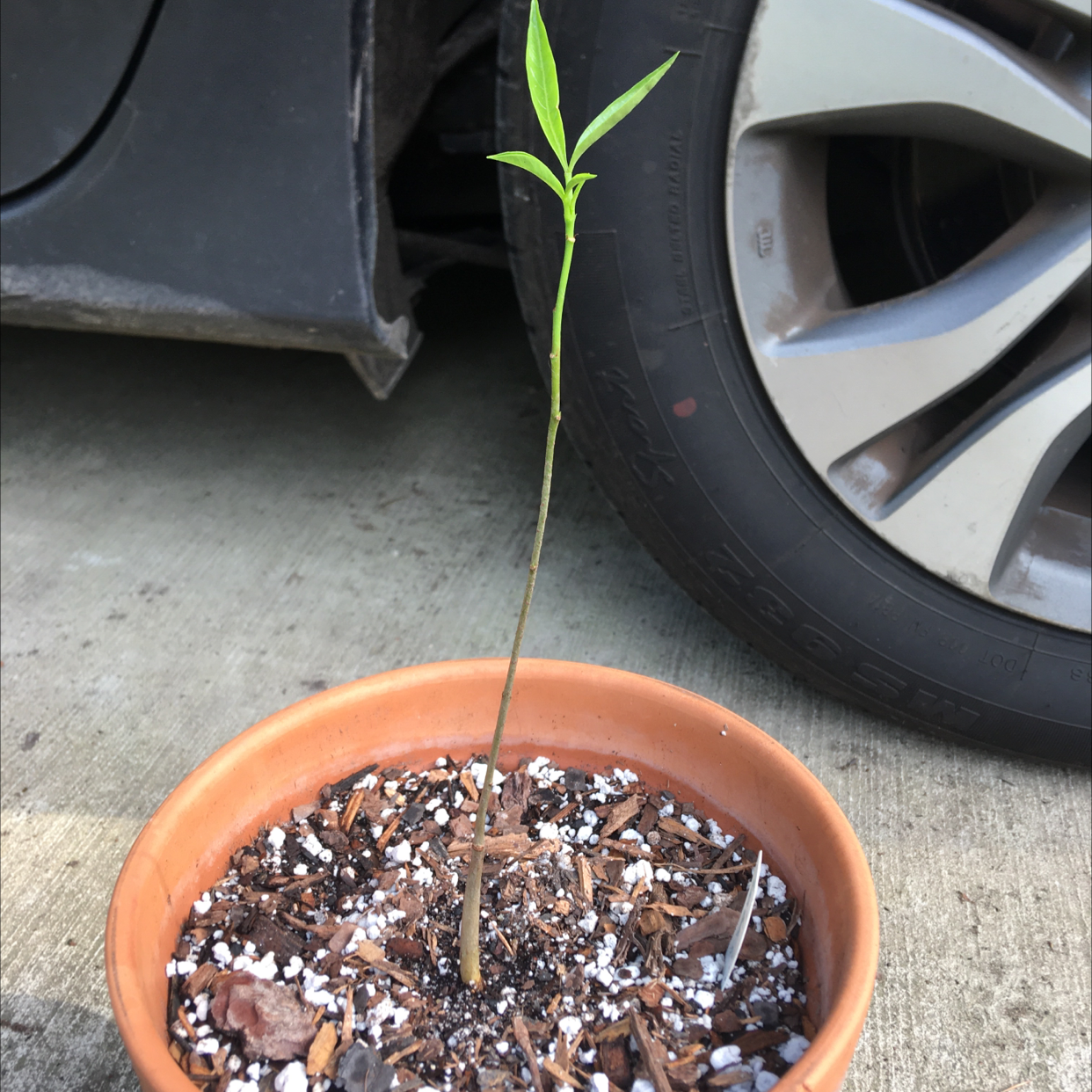 Photo of the plant species Madagascar Baobab by @SacredCornplanter named Baobab big boy on Greg, the plant care app