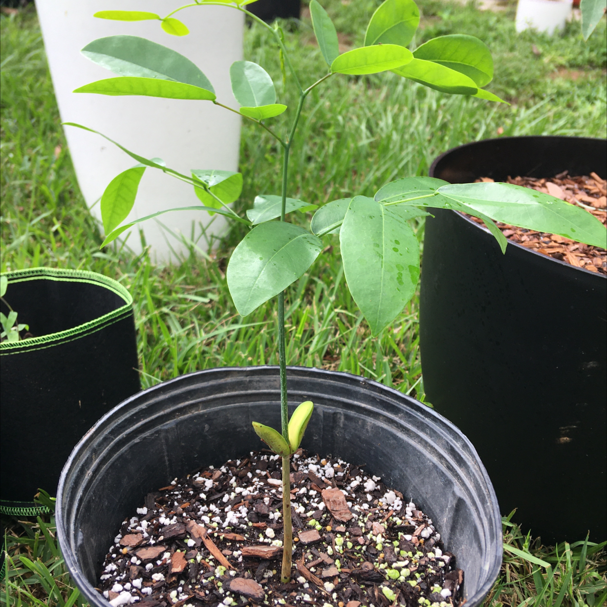 Photo of the plant species Pod Mahogany by @SacredCornplanter named Pod Mahogany on Greg, the plant care app