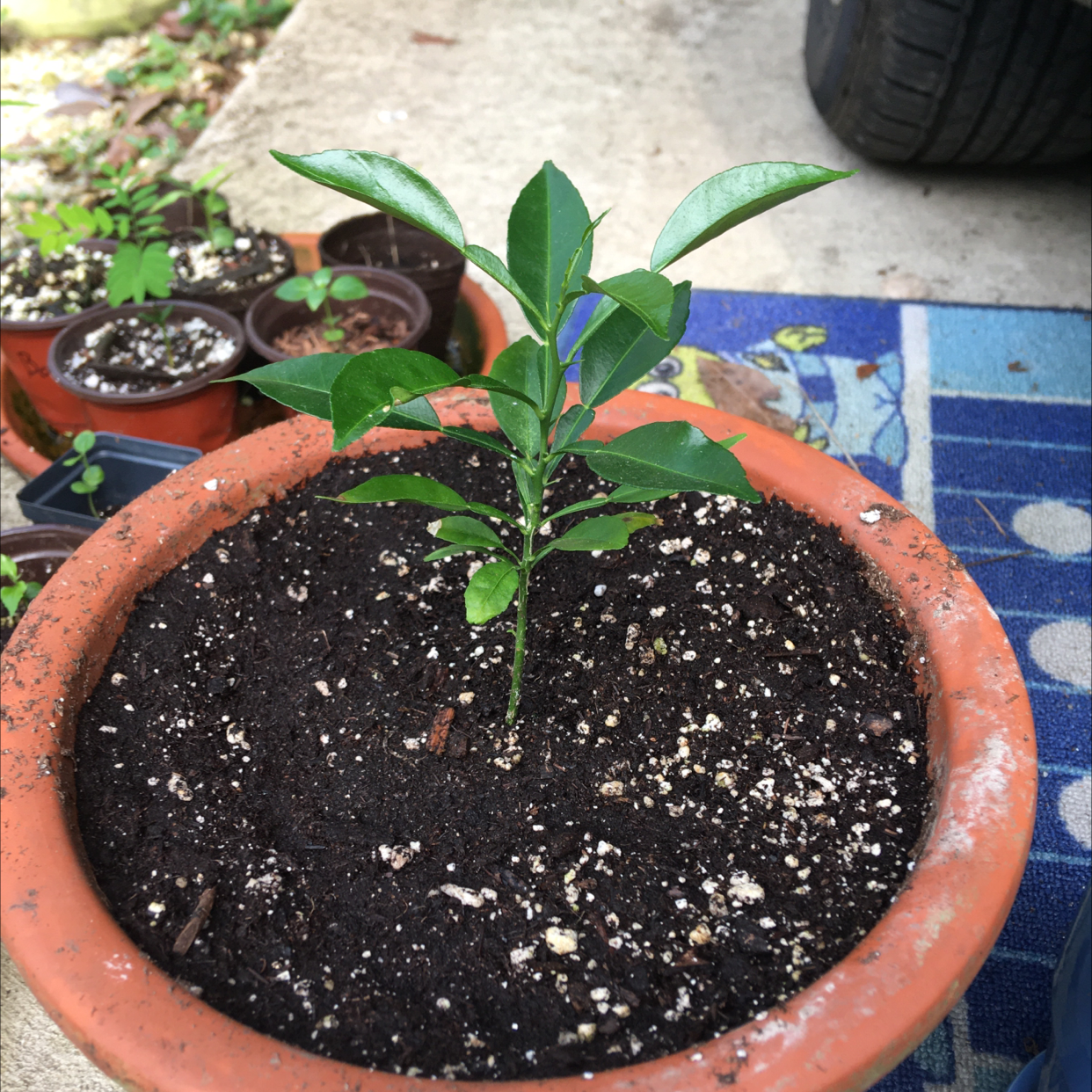 Makrut Lime plant in a terracotta pot with dark soil, healthy green leaves.