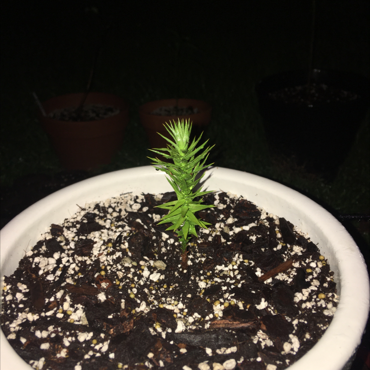 Monkey Puzzle Tree plant photo by @SacredCornplanter named Monkey Puzzle on Greg, the plant care app.