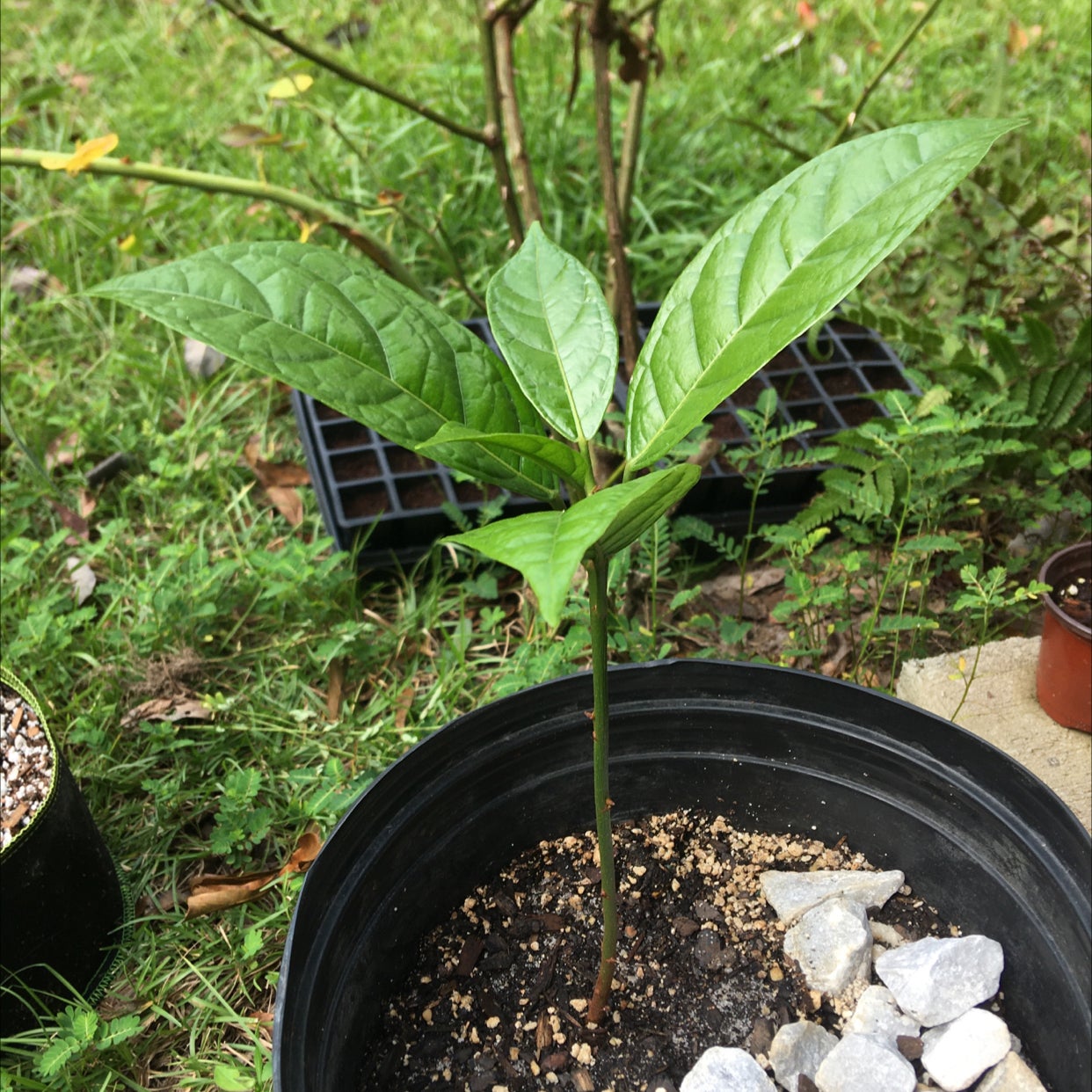 Personalized Kola Nut Tree Care: Water, Light, Nutrients | Greg App