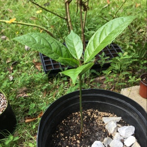 Kola Nut Tree plant photo by @SacredCornplanter named Cola on Greg, the plant care app.
