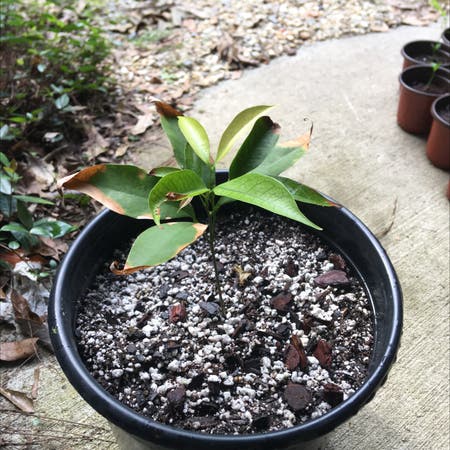 Photo of the plant species Lychee by Sacredcornplanter named Lychee on Greg, the plant care app