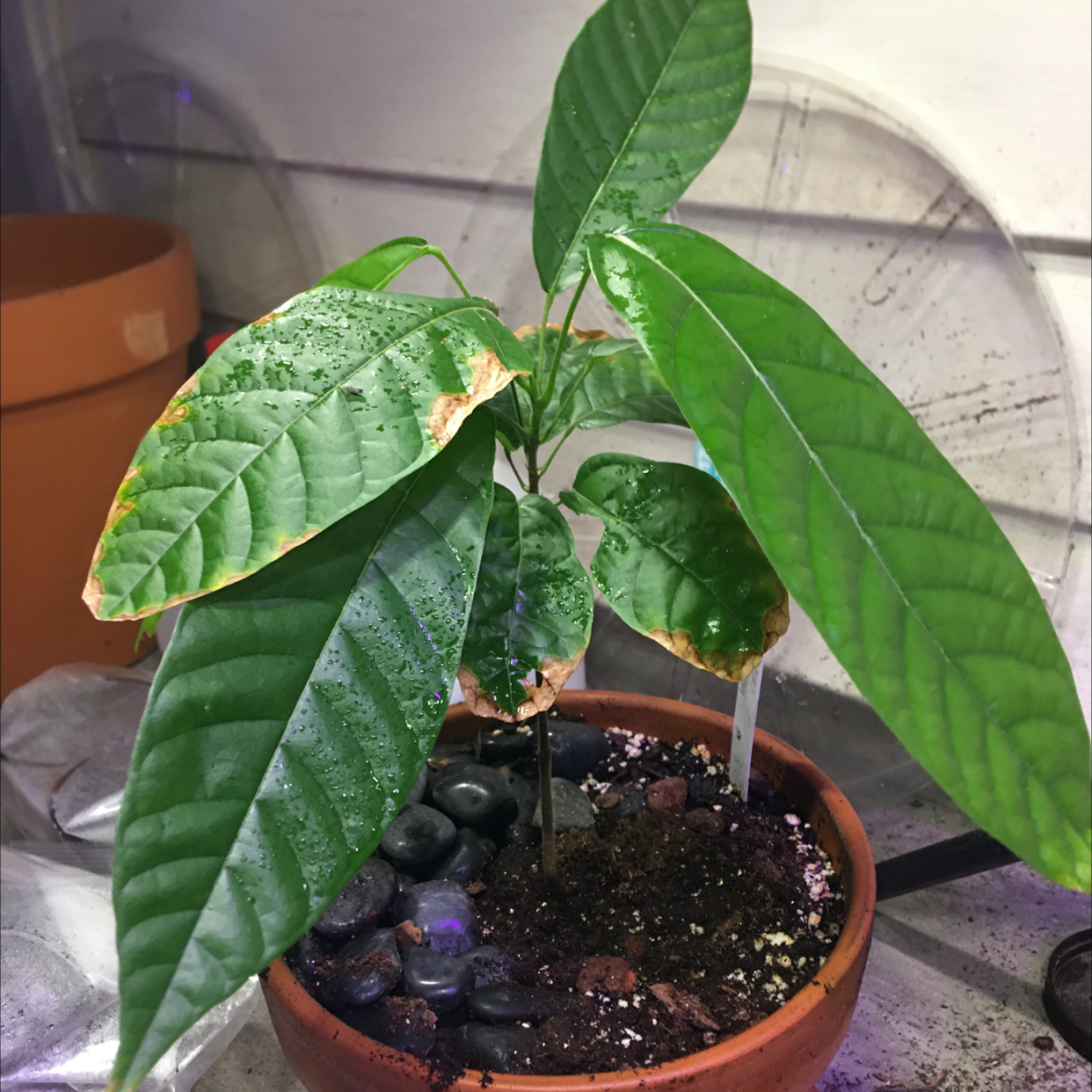 Photo of the plant species Cacao Tree by @SacredCornplanter named Trinitario on Greg, the plant care app