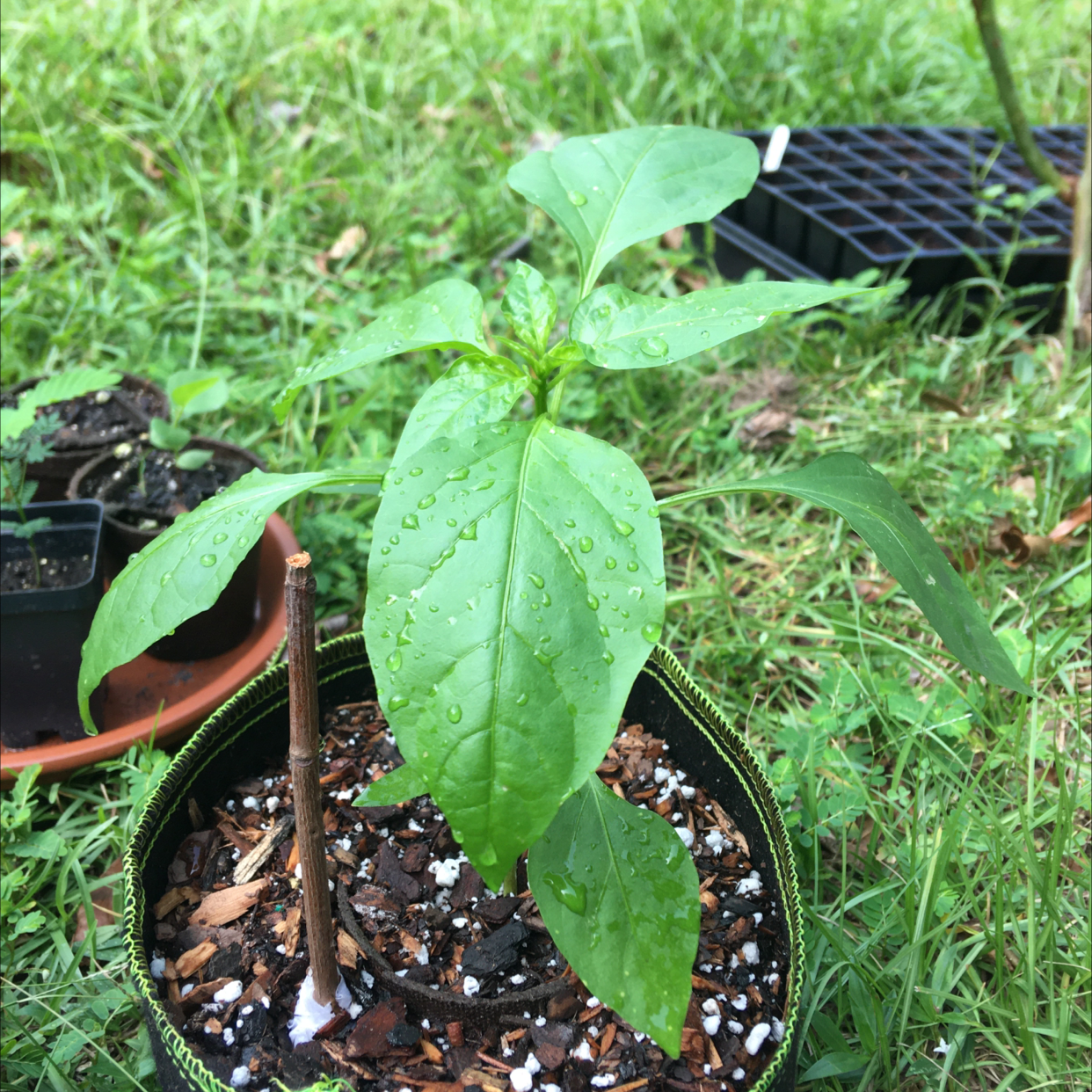 Photo of the plant species Ise Pepper by @SacredCornplanter named Ise Pepper 1 on Greg, the plant care app