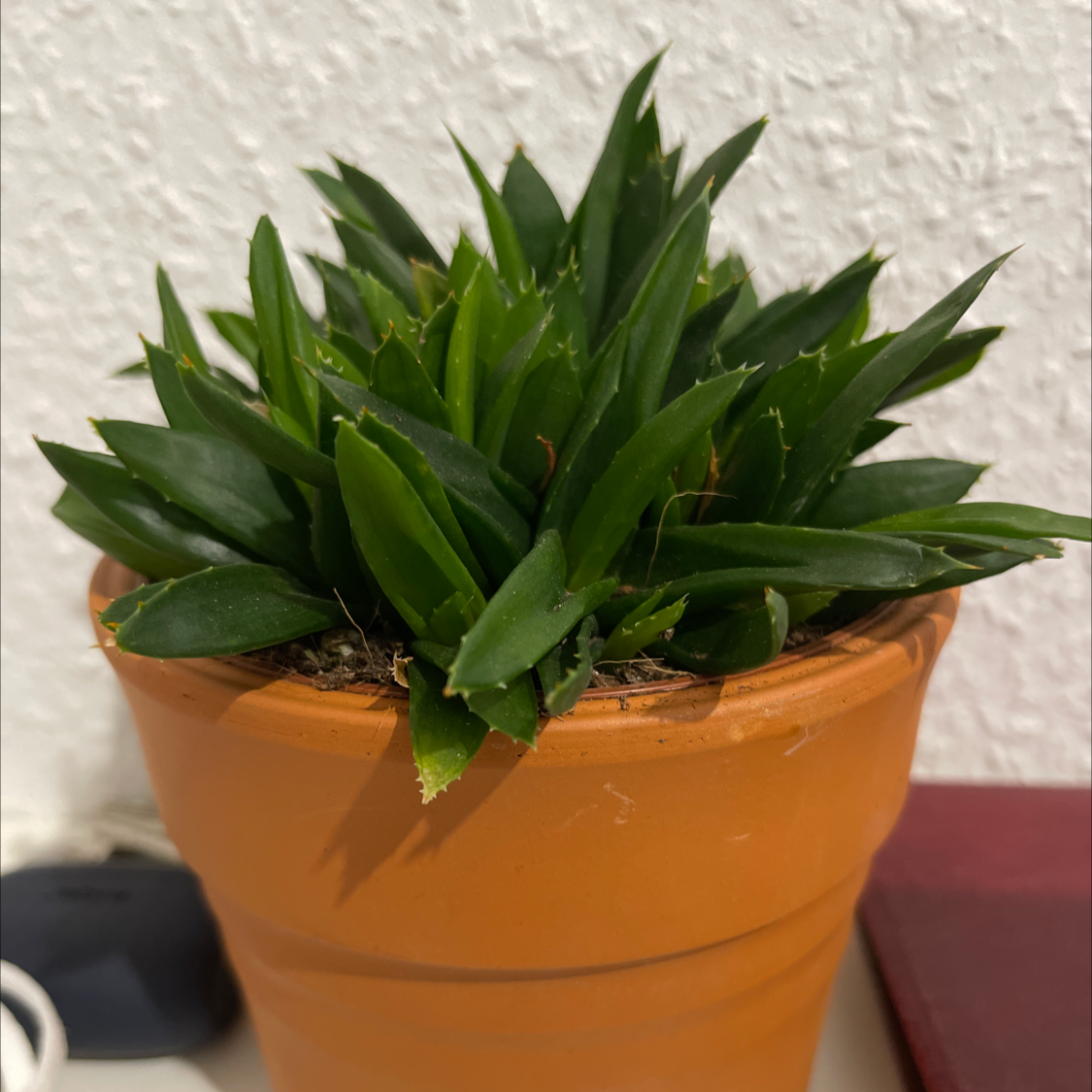 Photo of the plant species Haworthia angustifolia 'Baylissii' by James named Alworthia on Greg, the plant care app