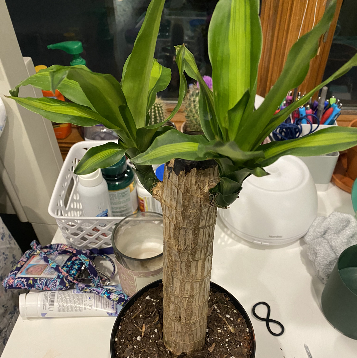 Dracaena Massangeana plant with green leaves and a thick stem, placed on a table indoors.