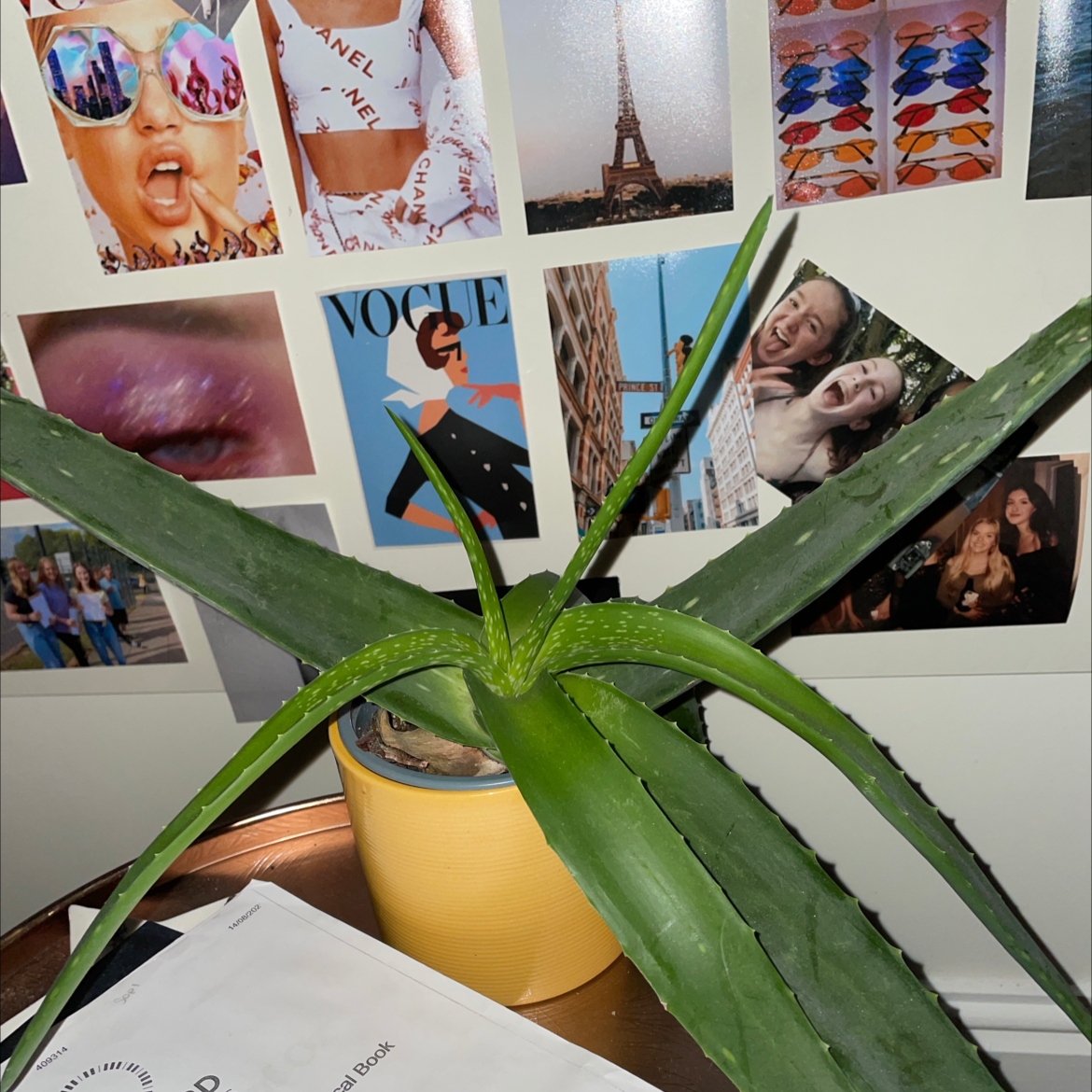 Aloe vera plant photo by Mia named anna on Greg, the plant care app.