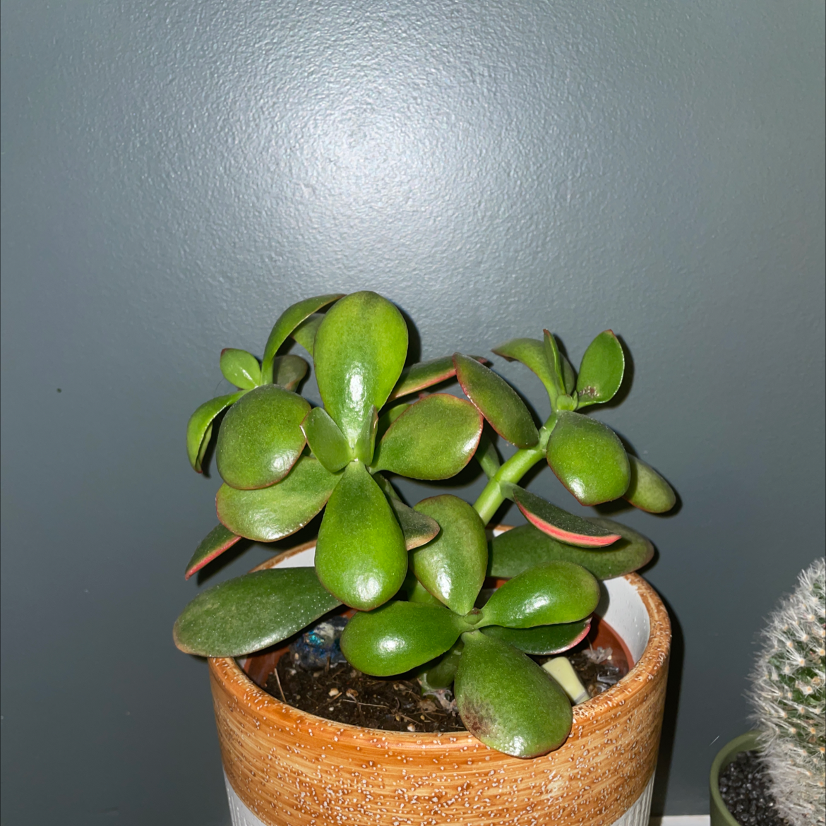 Lucky Plant plant photo by Mia named Eva on Greg, the plant care app.