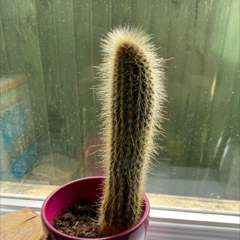 Photo of the plant species Silver Ball Cactus by Lyndsey named Stretch on Greg, the plant care app
