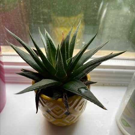 Photo of the plant species Agave by Lyndsey named Pinapl on Greg, the plant care app