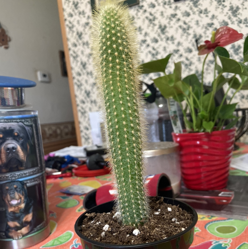 Photo of the plant species Pilosocereus arrabidae by Gabby named Oscar on Greg, the plant care app