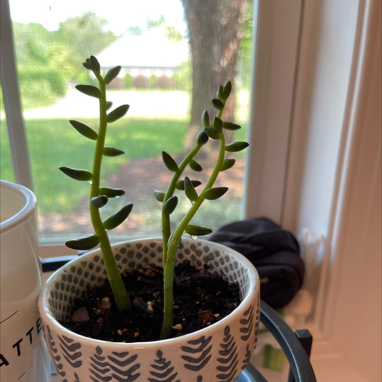 Sedeveria 'Jet Beads' plant in a decorative pot by a window.