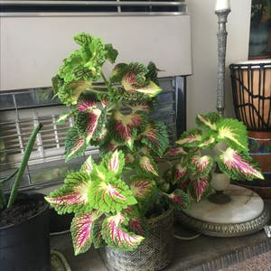 Coleus plant photo by Heather named Coleus Spacecake HarleyQuinn on Greg, the plant care app.