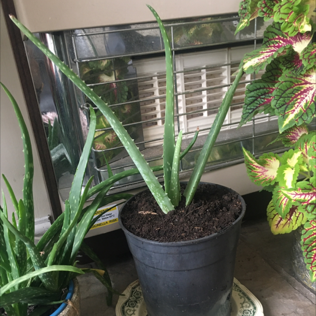 Aloe vera plant photo by Heather named Aloe Vera Darcy on Greg, the plant care app.