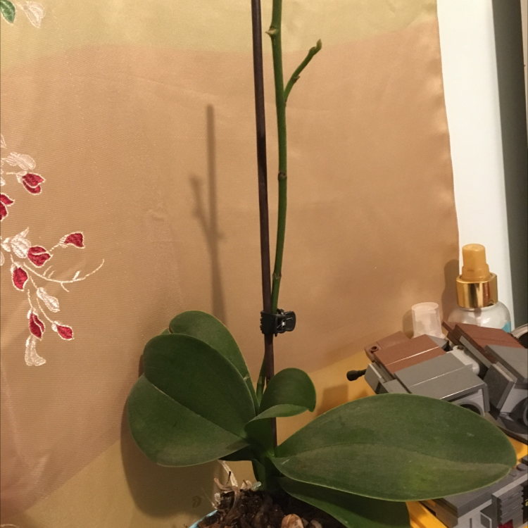 Phalaenopsis Orchid plant photo by Tamsin named Prisoner X on Greg, the plant care app.