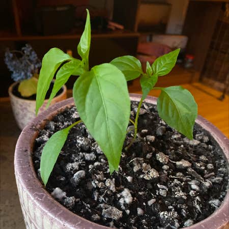 Photo of the plant species Capsicum Frutescens by Kim named Chilli on Greg, the plant care app