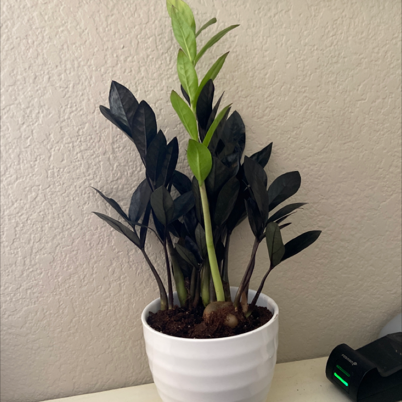 Zamioculcas Zamiifolia plant photo by @Blamey named Ravi on Greg, the plant care app.