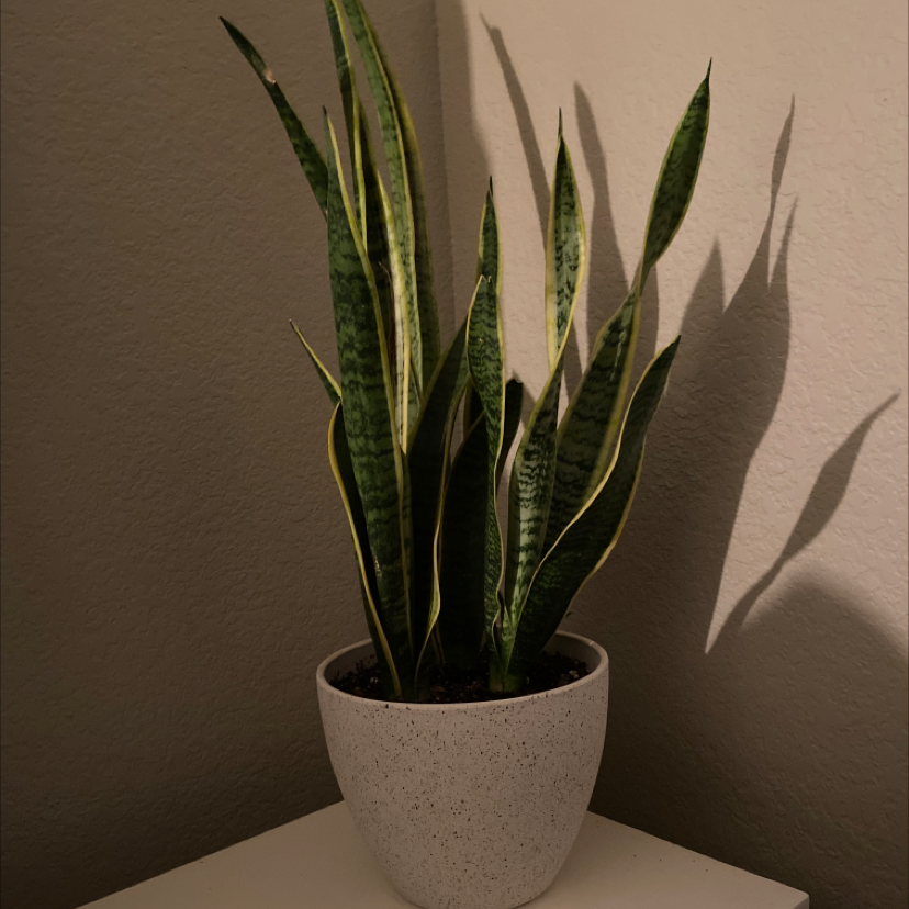 Snake Plant plant photo by @Blamey named Hiss on Greg, the plant care app.