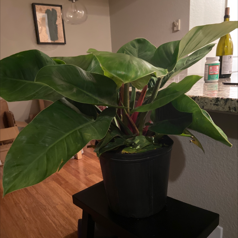 Blushing Philodendron plant photo by @Blamey named Phoebe on Greg, the plant care app.