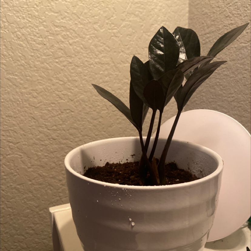 Zamioculcas Zamiifolia plant photo by @Blamey named Jr on Greg, the plant care app.