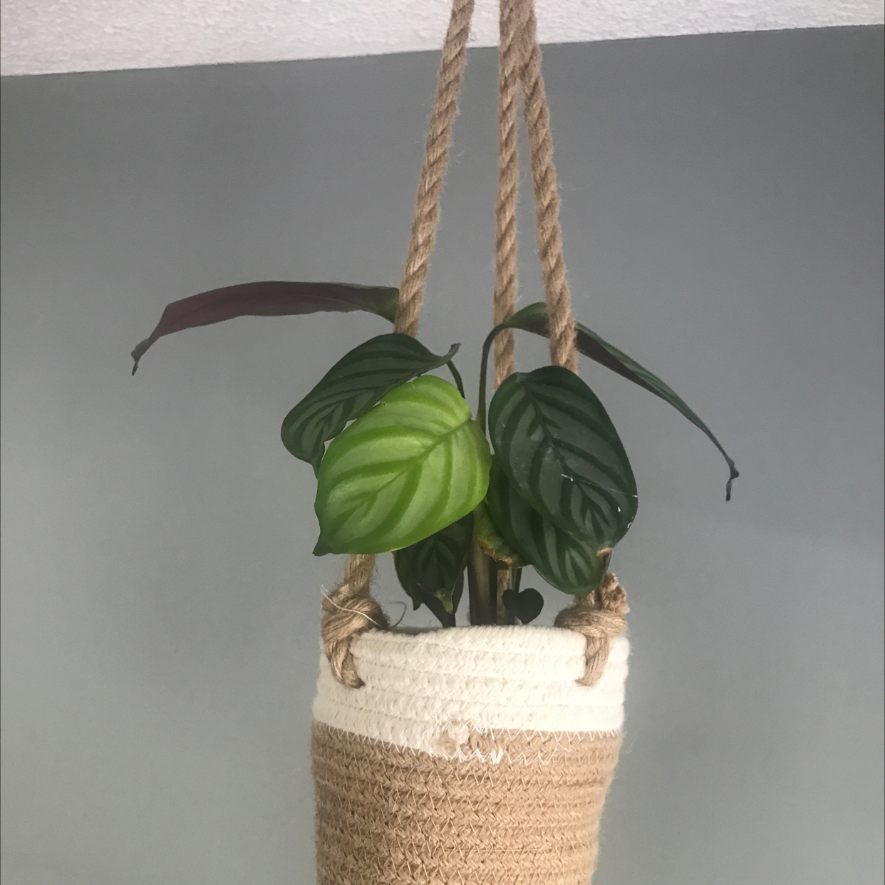 Calathea Vittata plant photo by @soogie named kourtney on Greg, the plant care app.