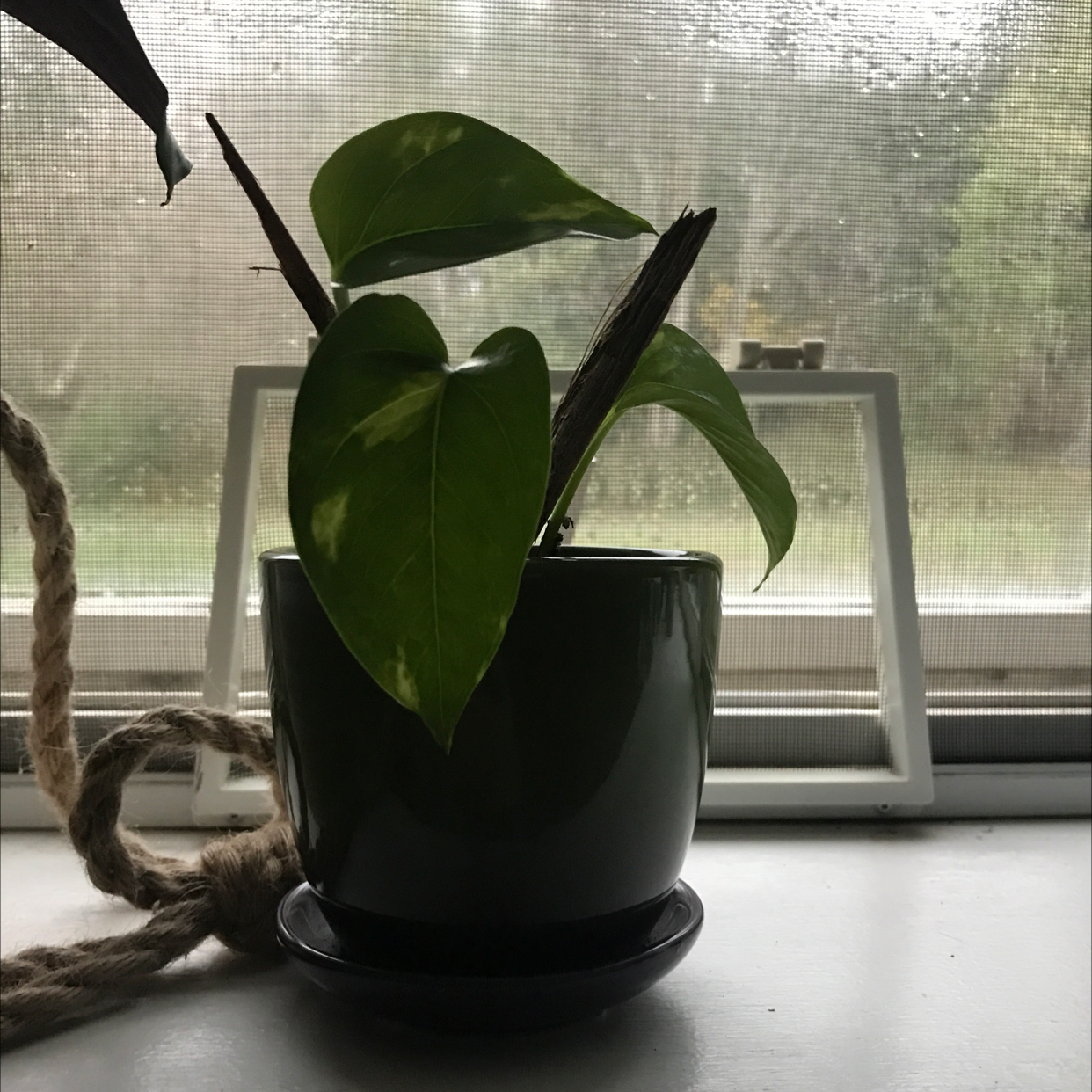 Taro Vine plant photo by @soogie named nathan on Greg, the plant care app.