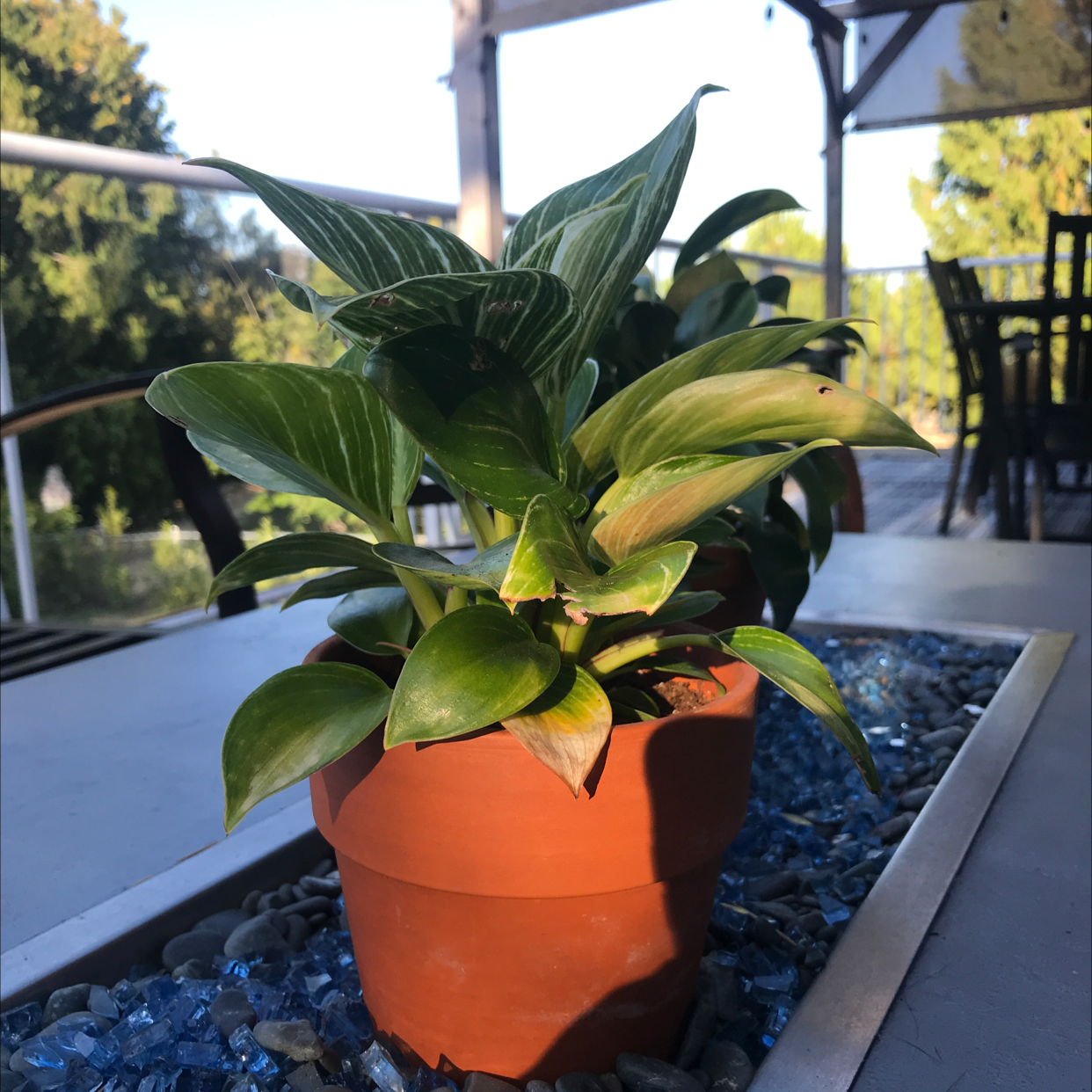Chinese Evergreen plant photo by @soogie named marry beth on Greg, the plant care app.